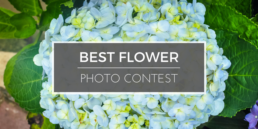 Best Flower Photo Contest