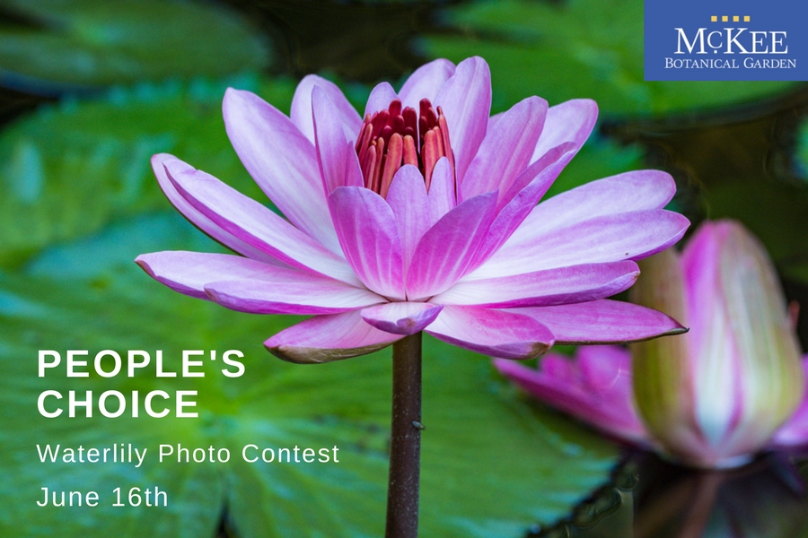 McKee Botanical Garden People's Choice Waterlily Photo Contest